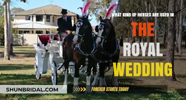 Royal Wedding Horses: Breeds and Traditions Behind the Majestic Carriage Rides