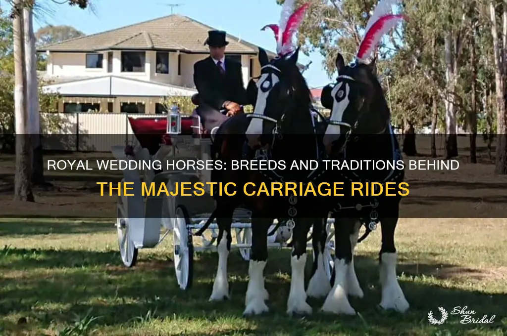 what kind of horses are used in the royal wedding