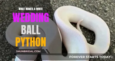 White Wedding Ball Pythons: The Unique Genetic Trait