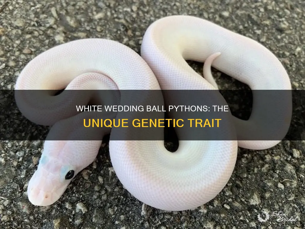 what makes a white wedding ball python