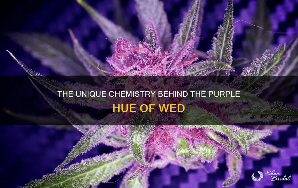 what makes wed purple