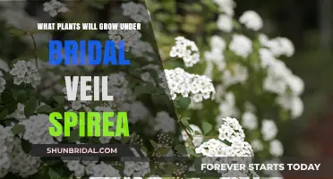 Companion Plants for Bridal Veil Spirea: Underplanting Ideas and Tips