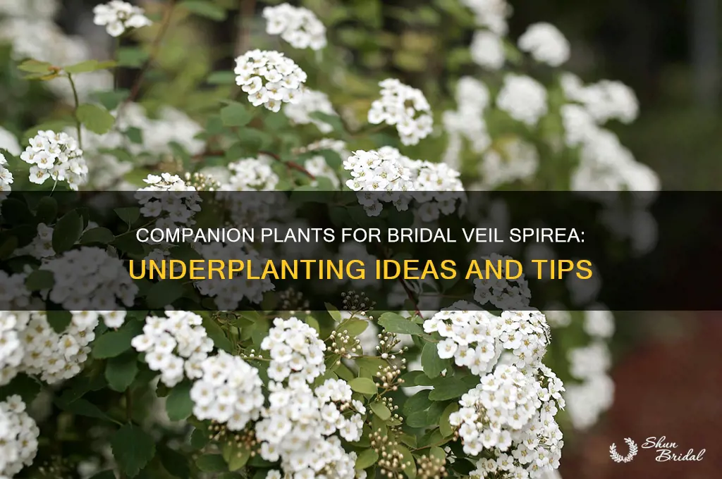 what plants will grow under bridal veil spirea