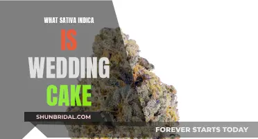 Wedding Cake Strain: Sativa-Indica Hybrid Explained