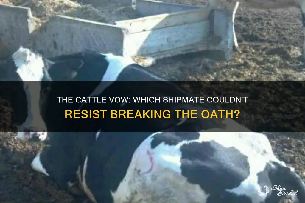 what shipmate breaks the vow to not eat the cattle