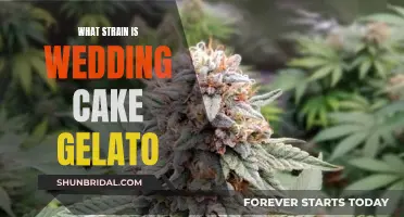 Wedding Cake Gelato: Hybrid Strain for Relaxation