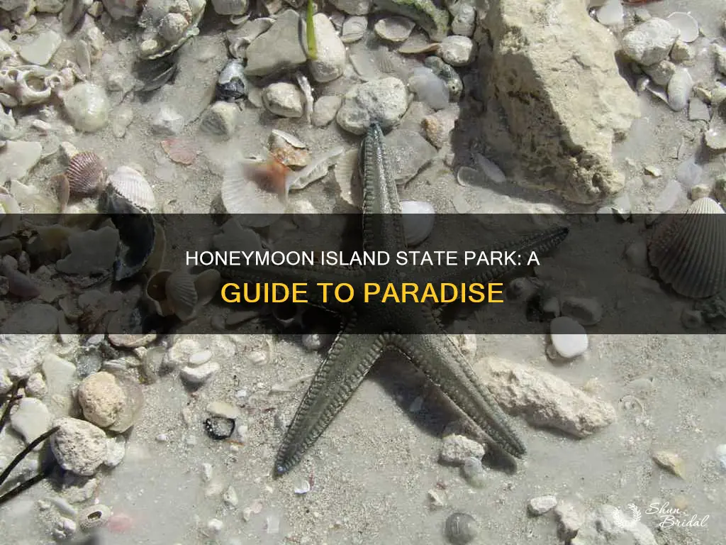 what to do at honeymoon island state park