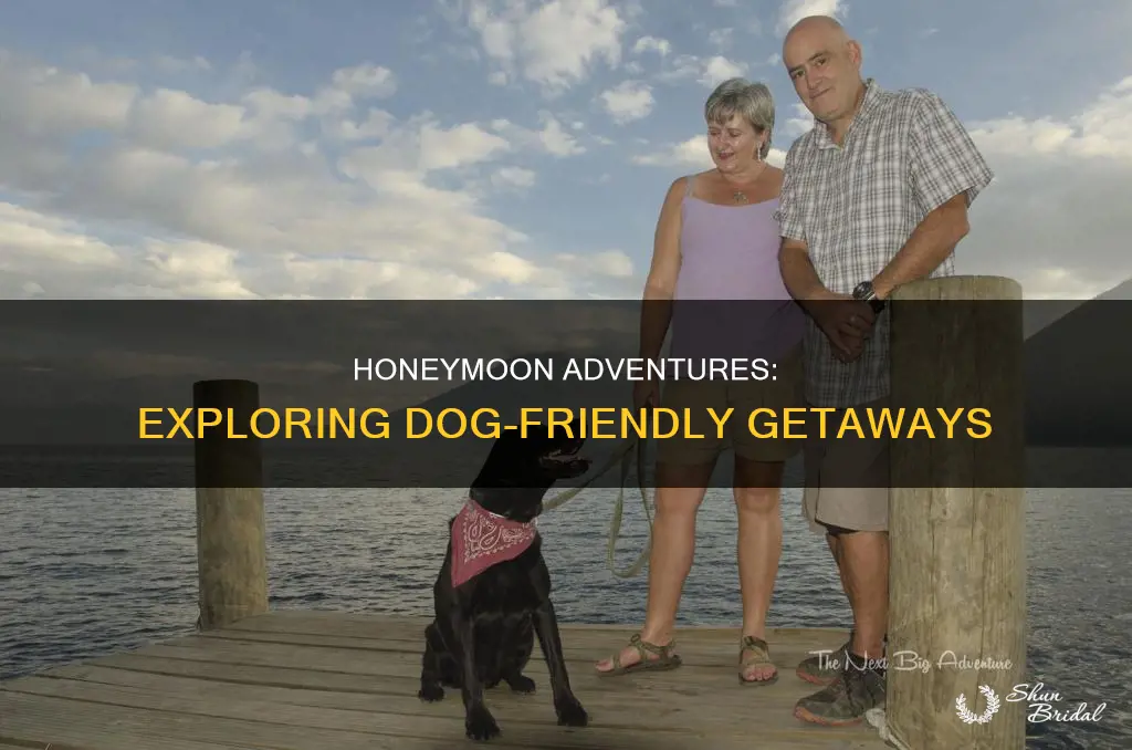 what to do with dog on honeymoon