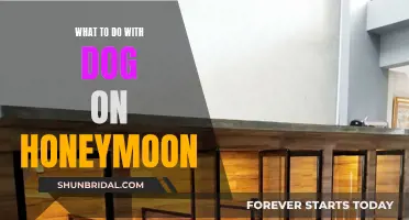 Honeymoon Hounds: Planning a Honeymoon with Your Pup