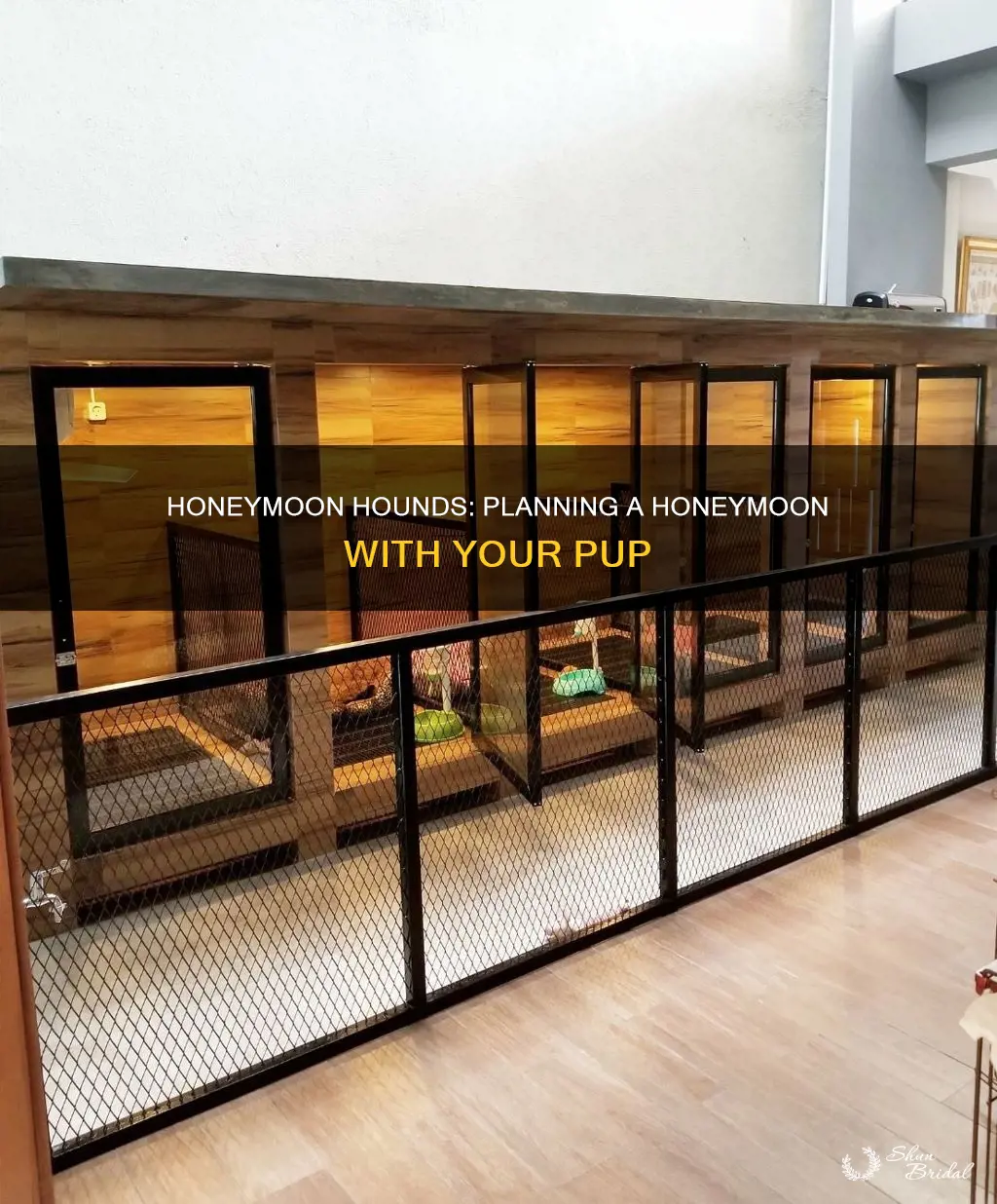 what to do with dog on honeymoon