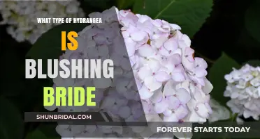Blushing Bride Hydrangea: A Comprehensive Guide to This Stunning Variety