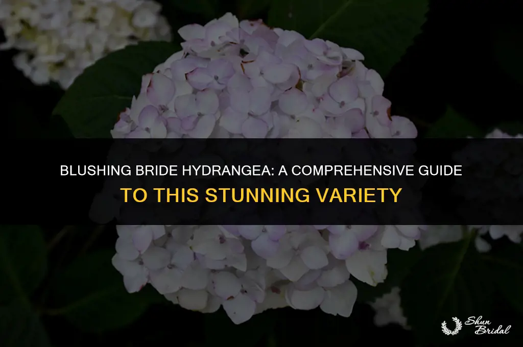 what type of hydrangea is blushing bride
