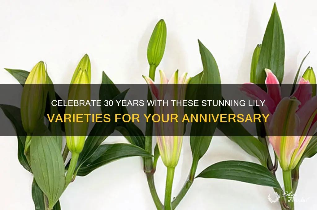 what type of lillies for 30th wedding anniversary