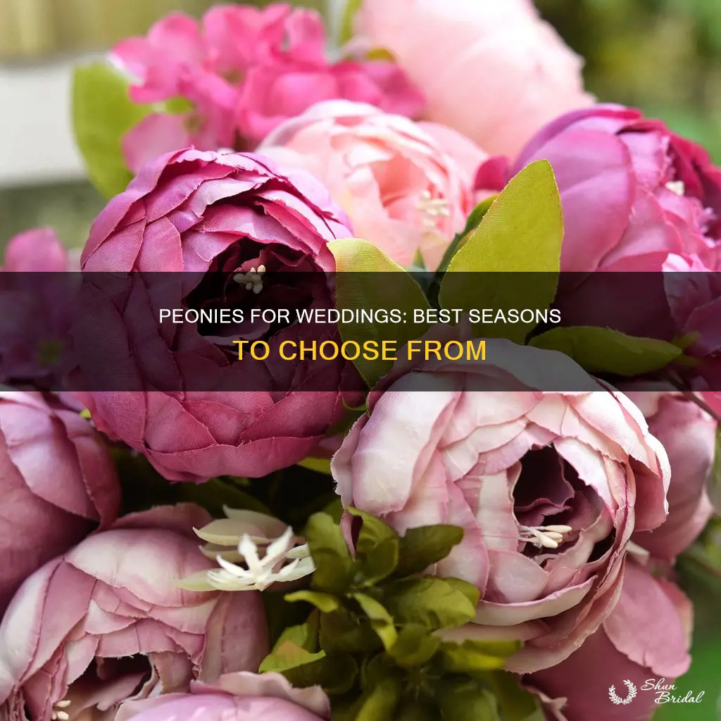 when are peonies in season for weddings