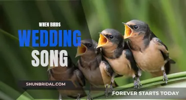 Melodious Nuptials: Birds' Wedding Song