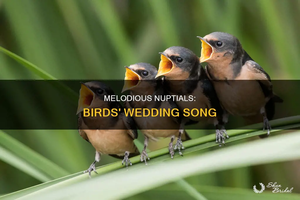 when birds wedding song