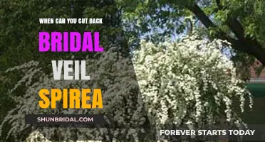 Pruning Bridal Veil Spirea: Best Time to Trim for Healthy Growth