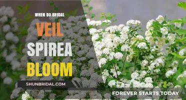 When Does Bridal Veil Spirea Bloom: A Seasonal Guide