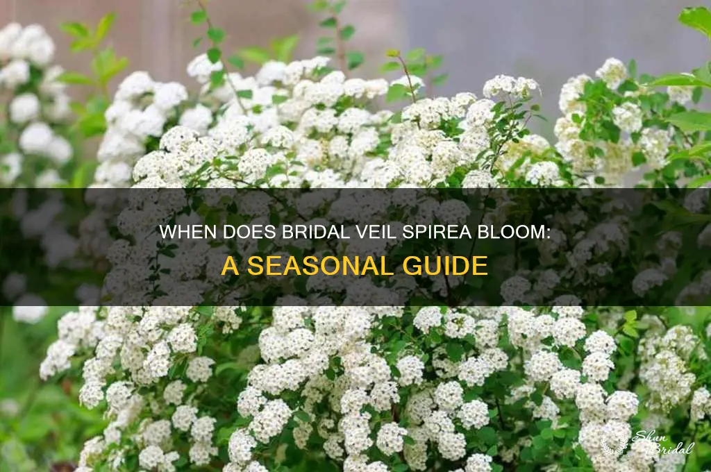 when do bridal veil spirea bloom