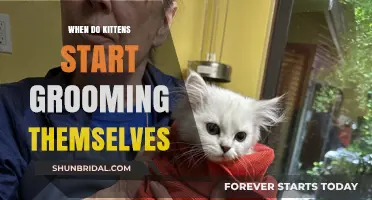 Tiny Paws, Big Habits: When Do Kittens Start Grooming Themselves?