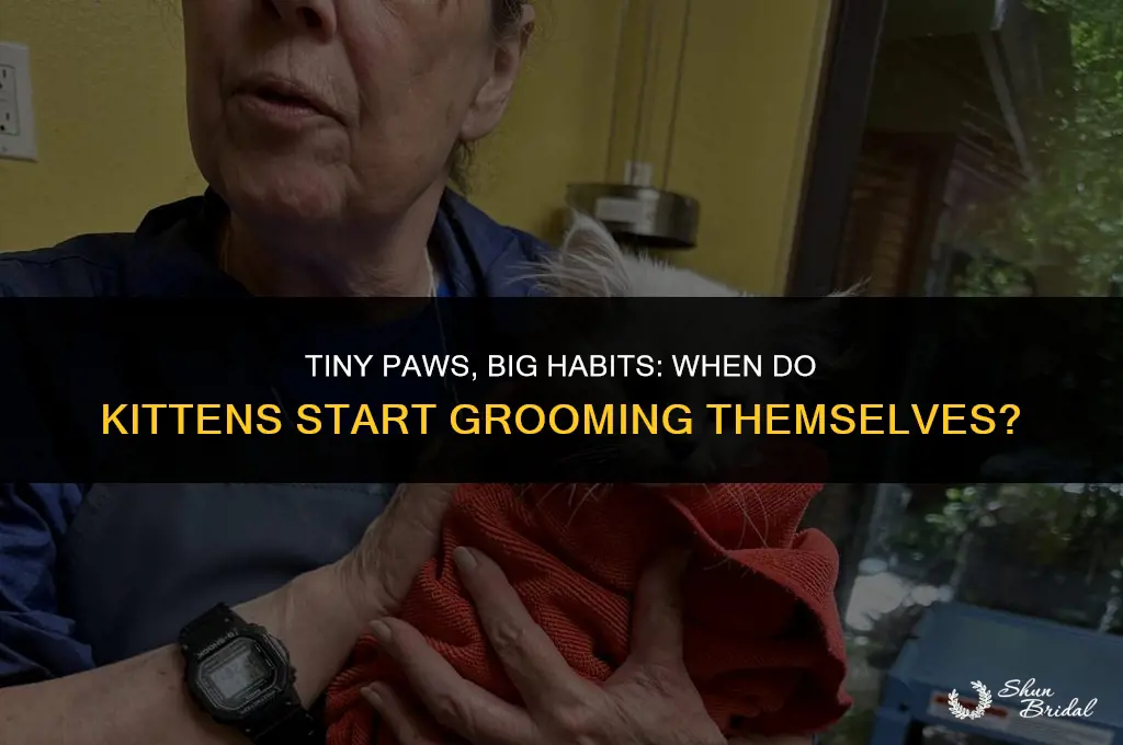 when do kittens start grooming themselves