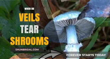 Veil Tearing in Shrooms: Timing, Process, and Significance Explained