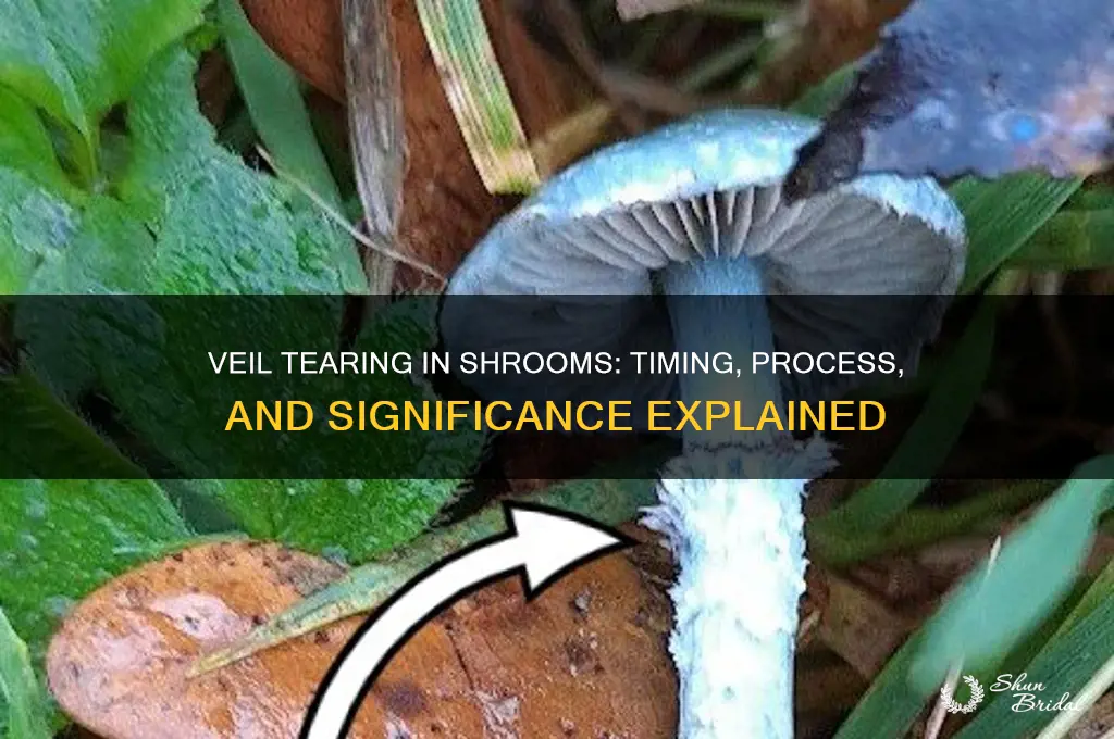 when do veils tear shrooms