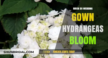 When Do Wedding Gown Hydrangeas Bloom: A Seasonal Guide