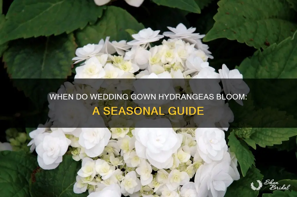 when do wedding gown hydrangeas bloom