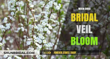 When Does Bridal Veil Bloom: A Guide to Its Flowering Season