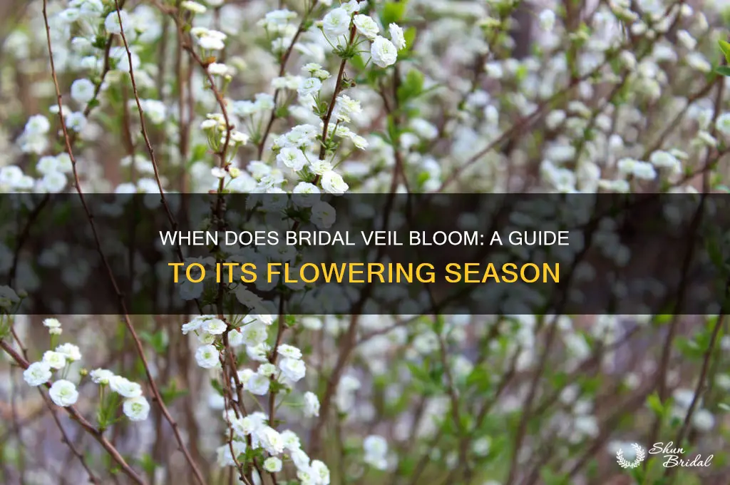 when does bridal veil bloom
