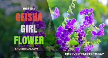 When Does the Geisha Girl Flower Bloom: A Cultural Insight