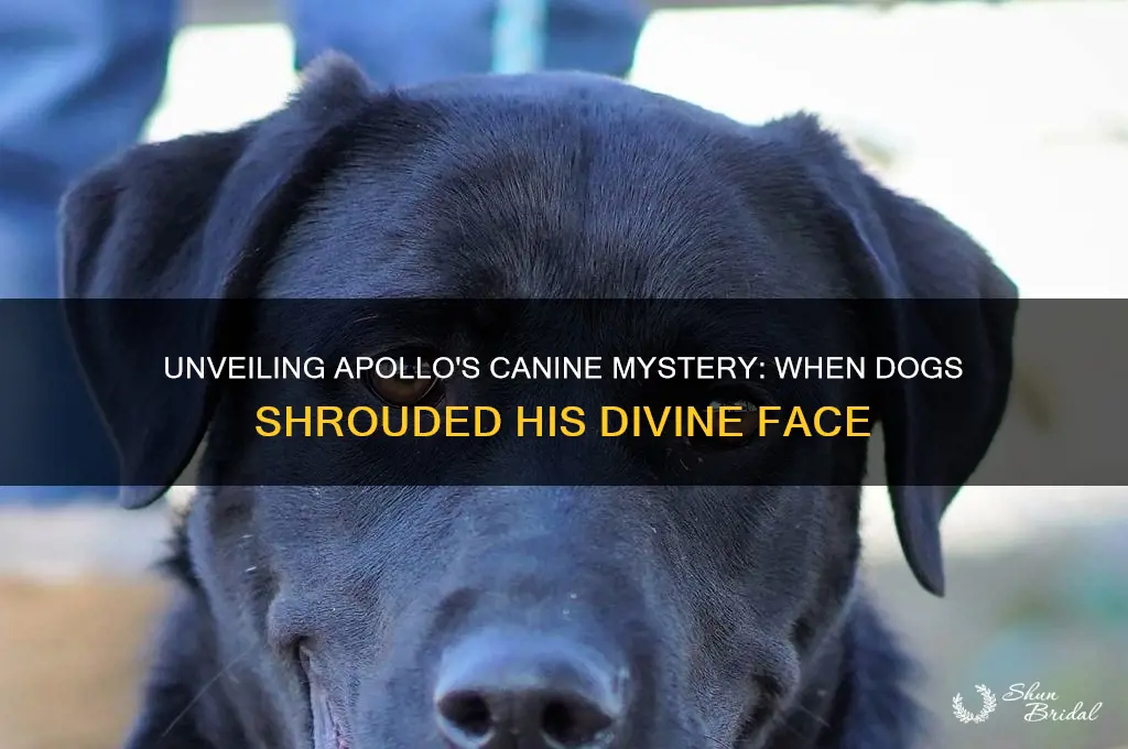 when dogs the face of apollo have veiled