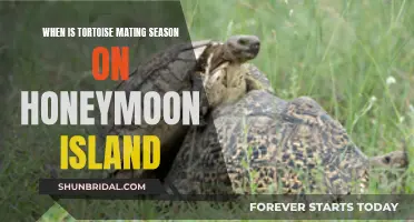 Tortoises' Mating Rituals: Understanding the Honeymoon Island Season