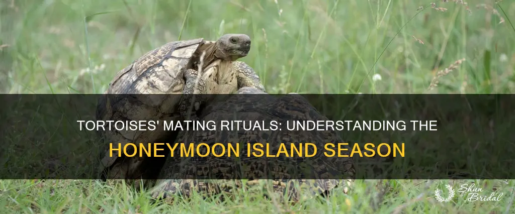 when is tortoise mating season on honeymoon island