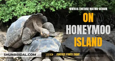 Honeymoon Island: Tortoise Mating Season Secrets