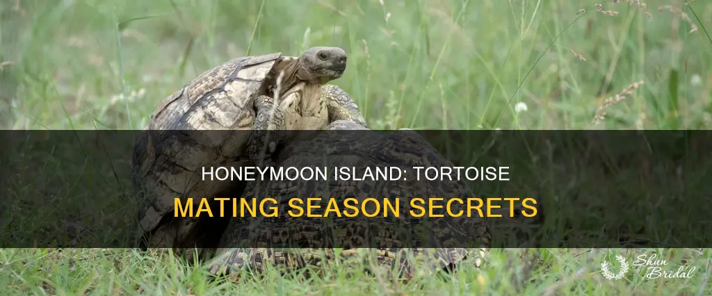 when is tortoise mating season on honeymoon island