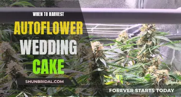 Harvesting Autoflower Wedding Cake: Timing for the Perfect Buds