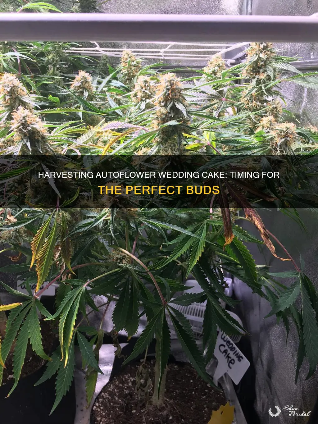 when to harvest autoflower wedding cake