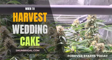 Harvesting Wedding Cake: The Perfect Timing for Optimal Flavor