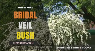 Pruning Bridal Veil Bush: Timing Tips for Healthy Growth and Blooms