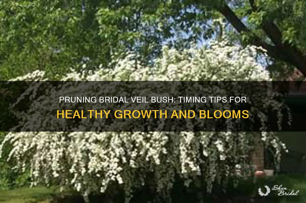when to prune bridal veil bush