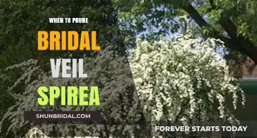 Pruning Bridal Veil Spirea: Best Timing for Healthy Growth