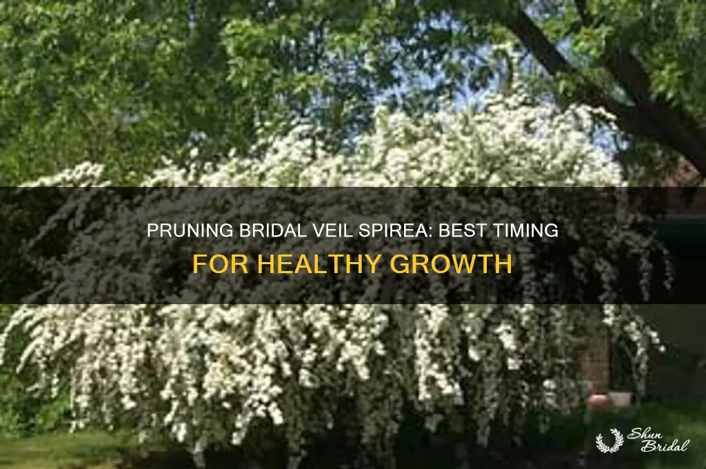 when to prune bridal veil spirea