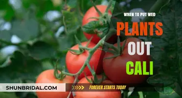 Spring Gardening in California: When to Plant?