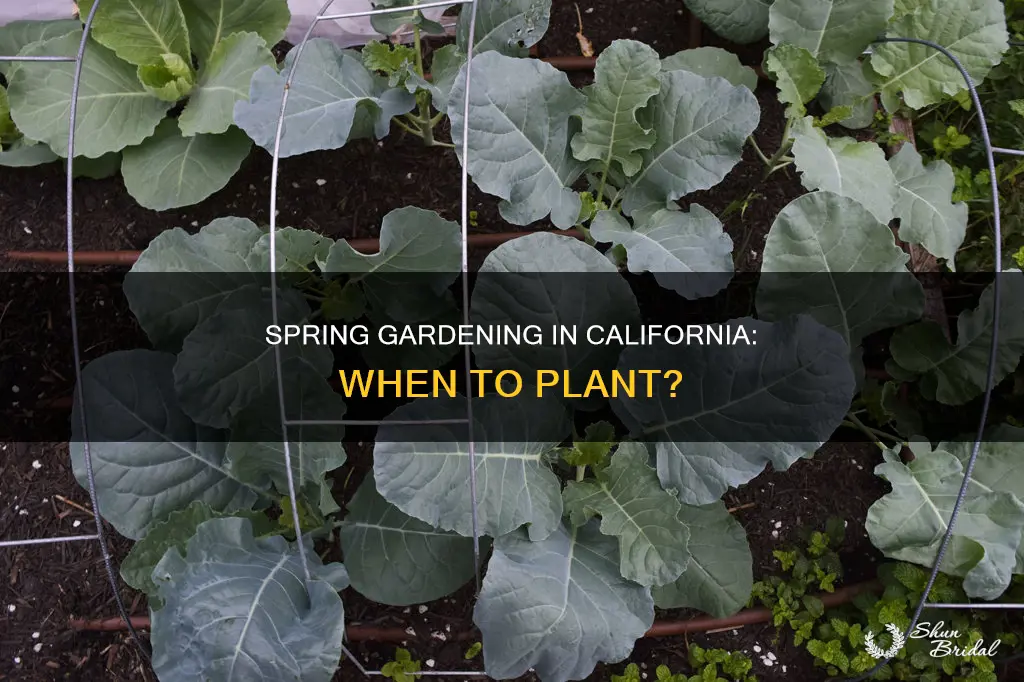 when to put wed plants out cali