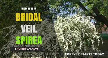 Perfect Timing for Trimming Bridal Veil Spirea: A Complete Guide