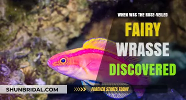 Rose-Veiled Fairy Wrasse Discovery: Unveiling the Timeline of Its Finding