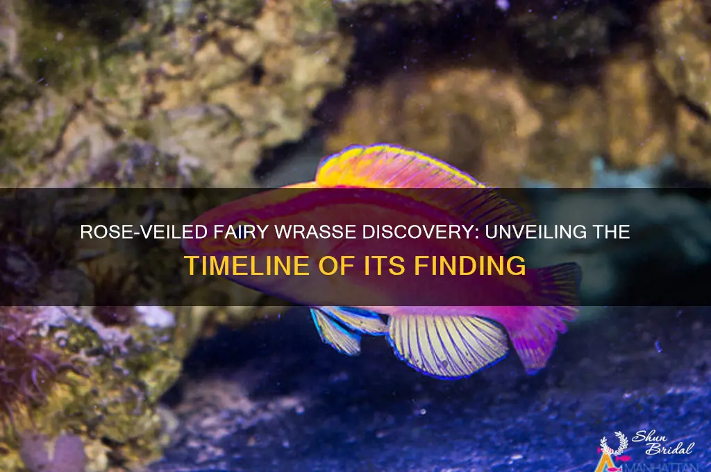 when was the rose-veiled fairy wrasse discovered