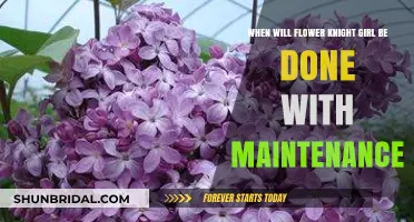 Flower Knight Girl Maintenance Update: When Will It End?